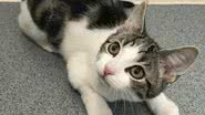 Arquivo pessoal/Cats Protection