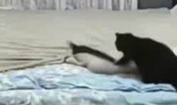 Reprodução/ Vídeo