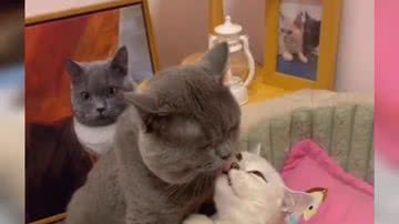 Reprodução/ Vídeo