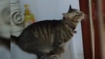 Reprodução/ Vídeo