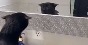 Reprodução/ Vídeo