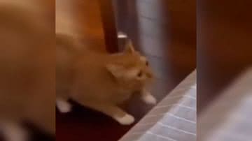 Reprodução/ Vídeo