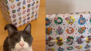 Reprodução/ Vídeo