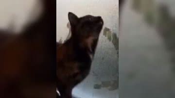 Reprodução/ Vídeo