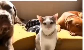 Reprodução/ Vídeo