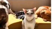 Reprodução/ Vídeo