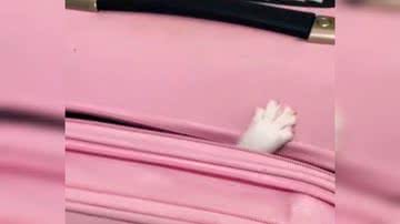 Reprodução/ Vídeo