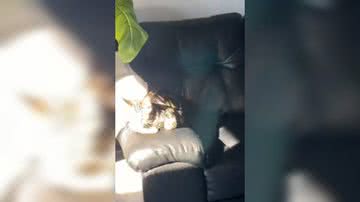 Reprodução/ Vídeo