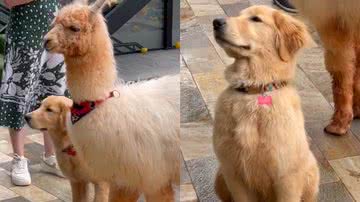 Reprodução/TikTok @bubblebathlondrina