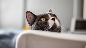 Jerry Yang por Pixabay