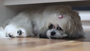 Cesar Abud por Pixabay