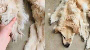 Reprodução/Instagram @chimerataxidermy