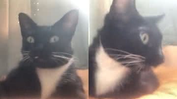 Reprodução/TikTok @zacaemeuri