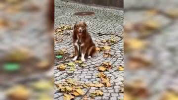 Reprodução/ Vídeo