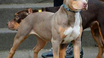 Reprodução/ Vídeo