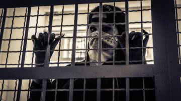 Repridução/Pixabay