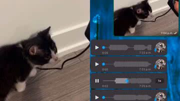 Reprodução/TikTok @leal_stephany