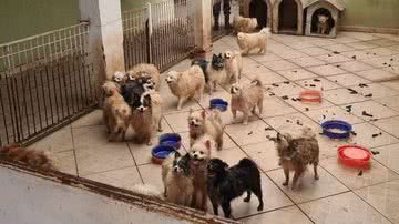 Divulgação/Prefeitura de Limeira