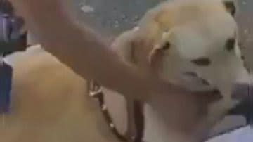 Reprodução/ Vídeo