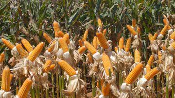 Arquivo/Agência Brasil