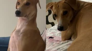 Reprodução/ Vídeo