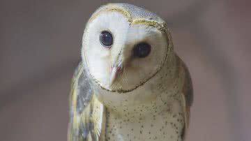 Reprodução/Pixabay