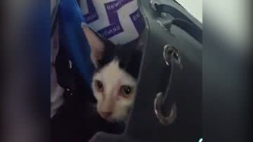 Reprodução/TikTok @carolmidoriprotetora