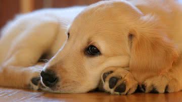 Chiemsee2016 por Pixabay