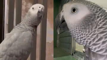 Reprodução/TikTok @chrisnicoletti3_parrots