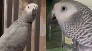 Reprodução/TikTok @chrisnicoletti3_parrots
