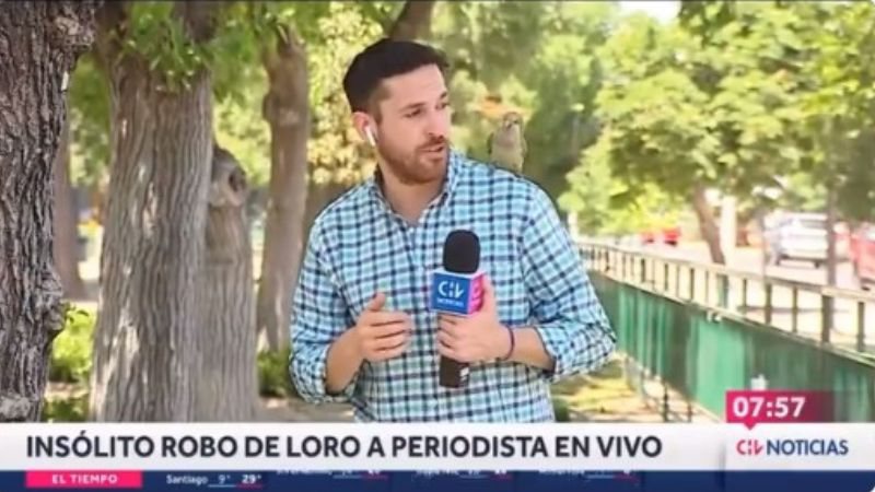 Parrot roba audífonos a reportera de TV en Chile;  ver