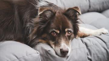 Armin Forster por Pixabay