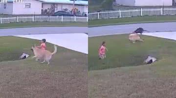 Reprodução/YouTube/ViralHog