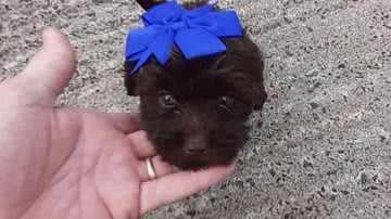 Arquivo Pessoal/Nunzia Citro