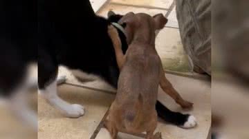 Reprodução/ Vídeo