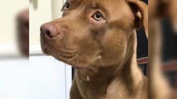 Reprodução/ Vídeo