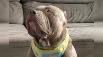 Reprodução/ Vídeo