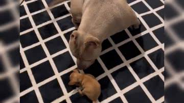 Reprodução/ Vídeo