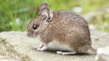 Roland Kuck por Pixabay