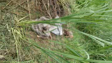 Reprodução/Redes Sociais