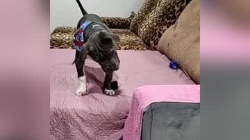 Reprodução/TikTok @nebulosa_bully