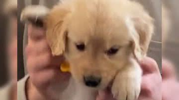 Reprodução/ Vídeo