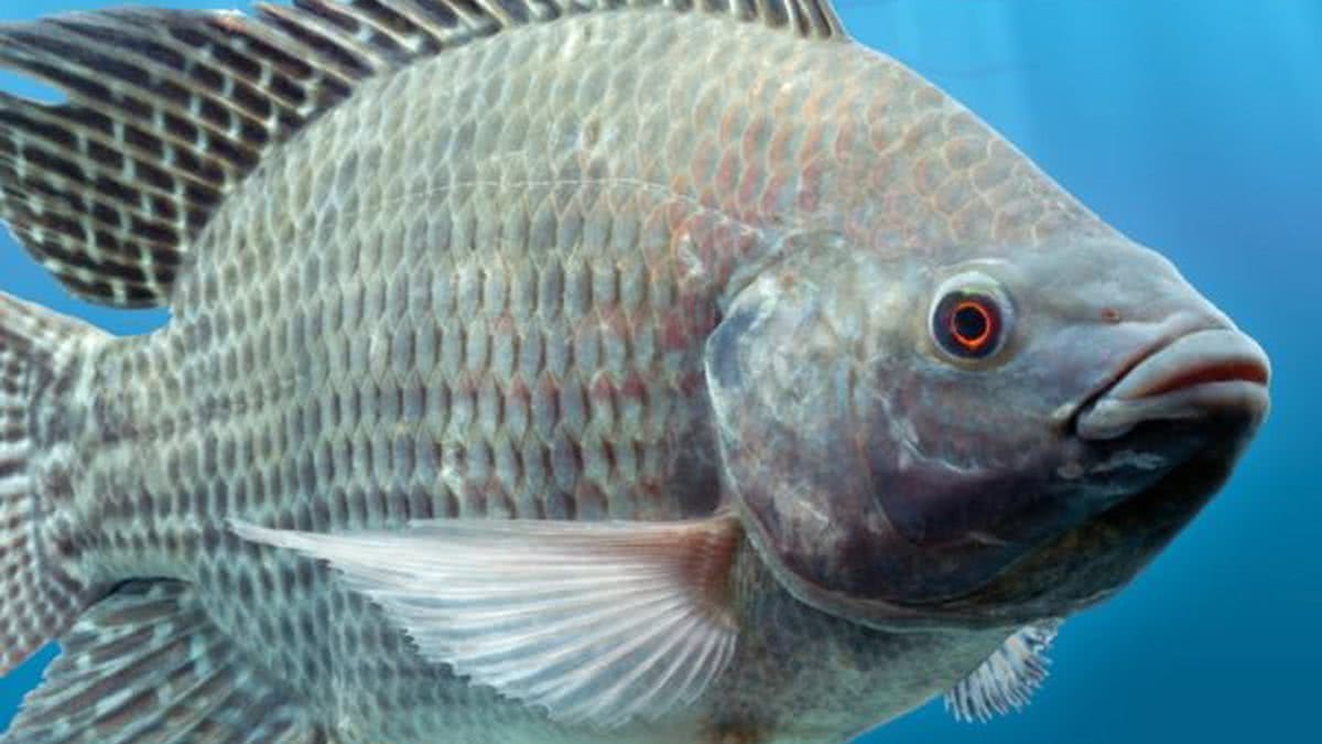 Conheça as propriedades da tilápia, peixe de água doce mais