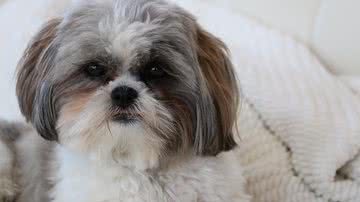 Robyn Randell por Pixabay