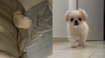 Reprodução/TikTok @alice.pequines