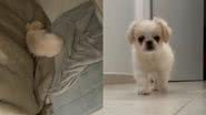 Reprodução/TikTok @alice.pequines