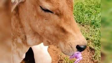 Reprodução/ Vídeo