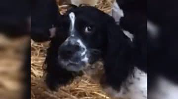 Reprodução/ Vídeo