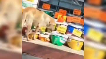 Reprodução/ Vídeo