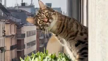 Reprodução/TikTok @bennynazareth